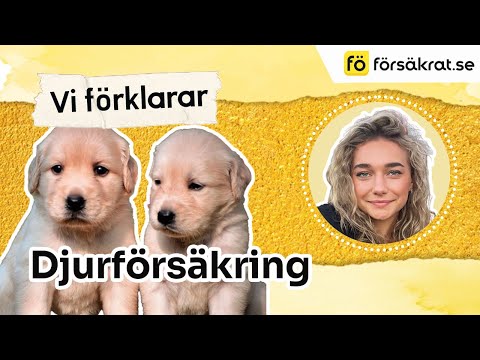 Djurförsäkring - vad är det?