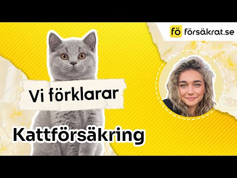 Kattförsäkring - vad är det?