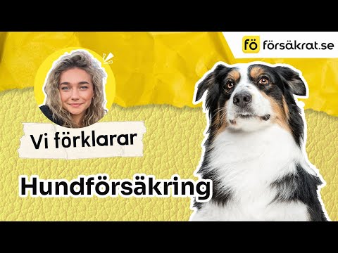 Hundförsäkring - vad är det?