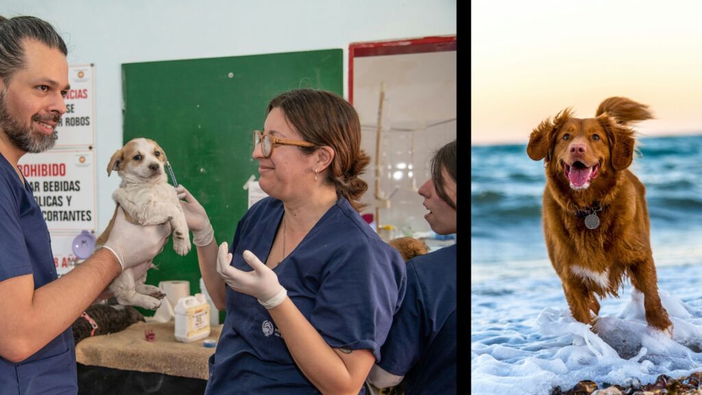 Det viktigaste att tänka på innan du kastrerar din hund
