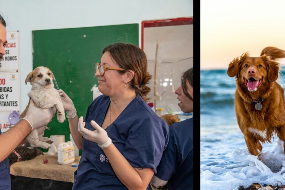 Det viktigaste att tänka på innan du kastrerar din hund
