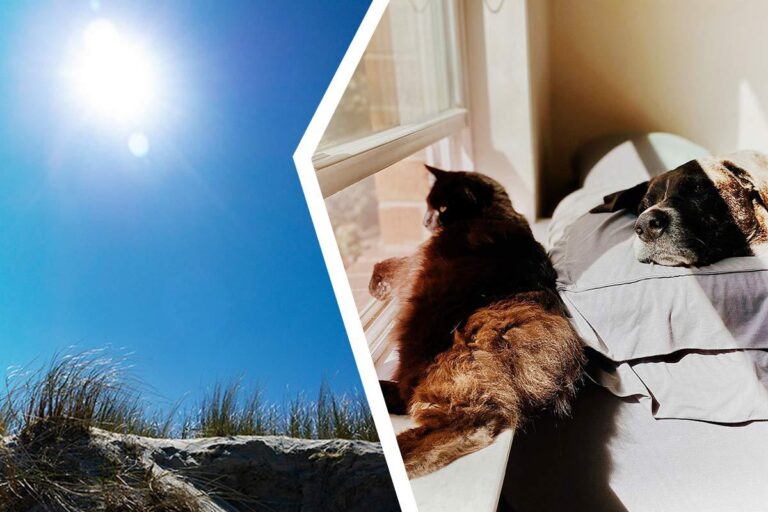 Solsting hos hund och katt – detta är vad du behöver veta