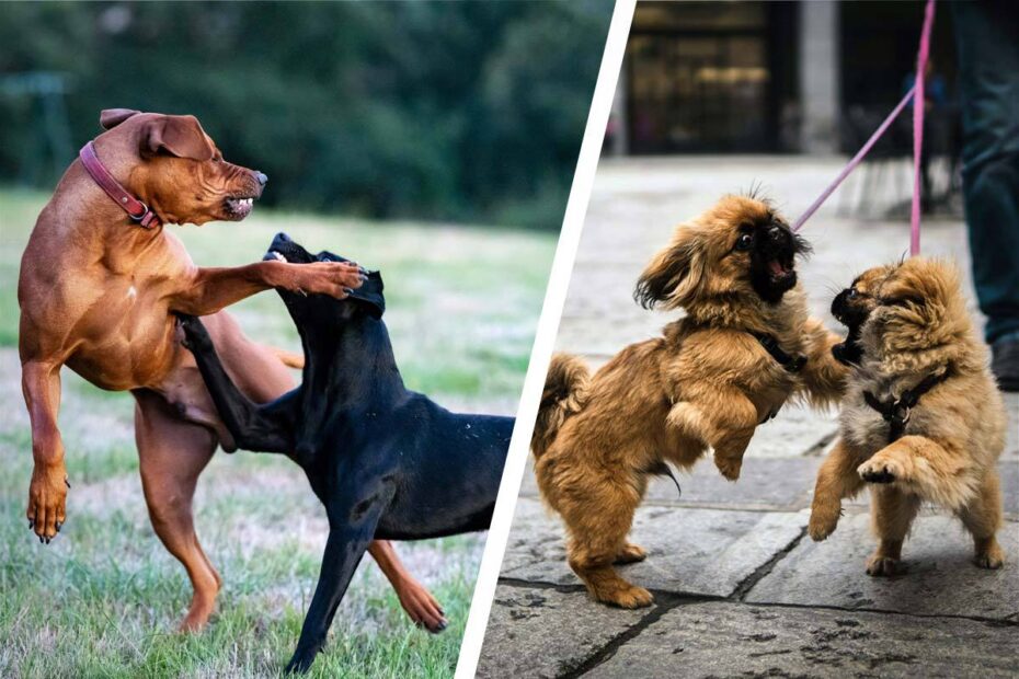 Hund-biten-av-annan-hund