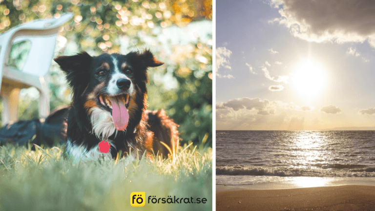 Så skyddar du din hund i sommar