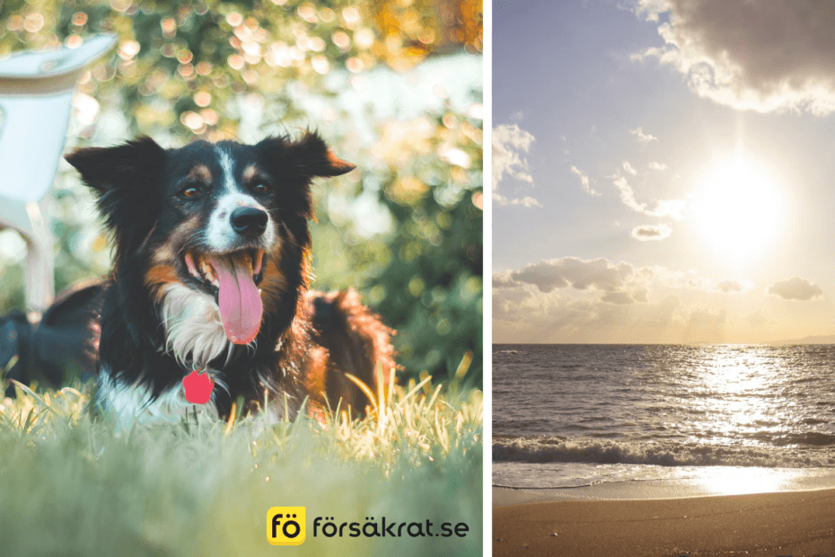 Så skyddar du din hund i sommar