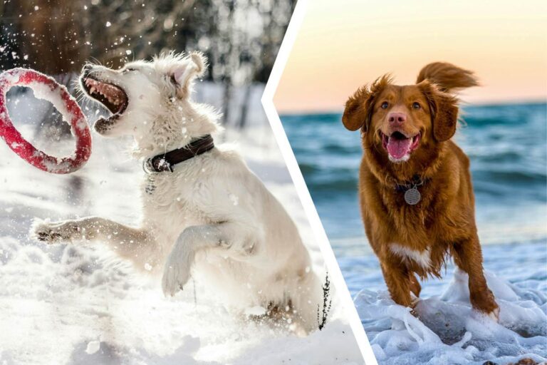 Hundägare – tänk på detta i vinter!