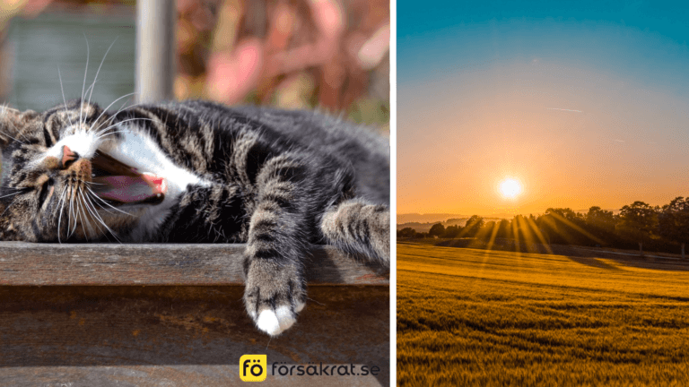 Skydda din katt på bästa sätt i sommar 