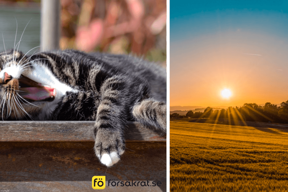 Skydda din katt på bästa sätt i sommar