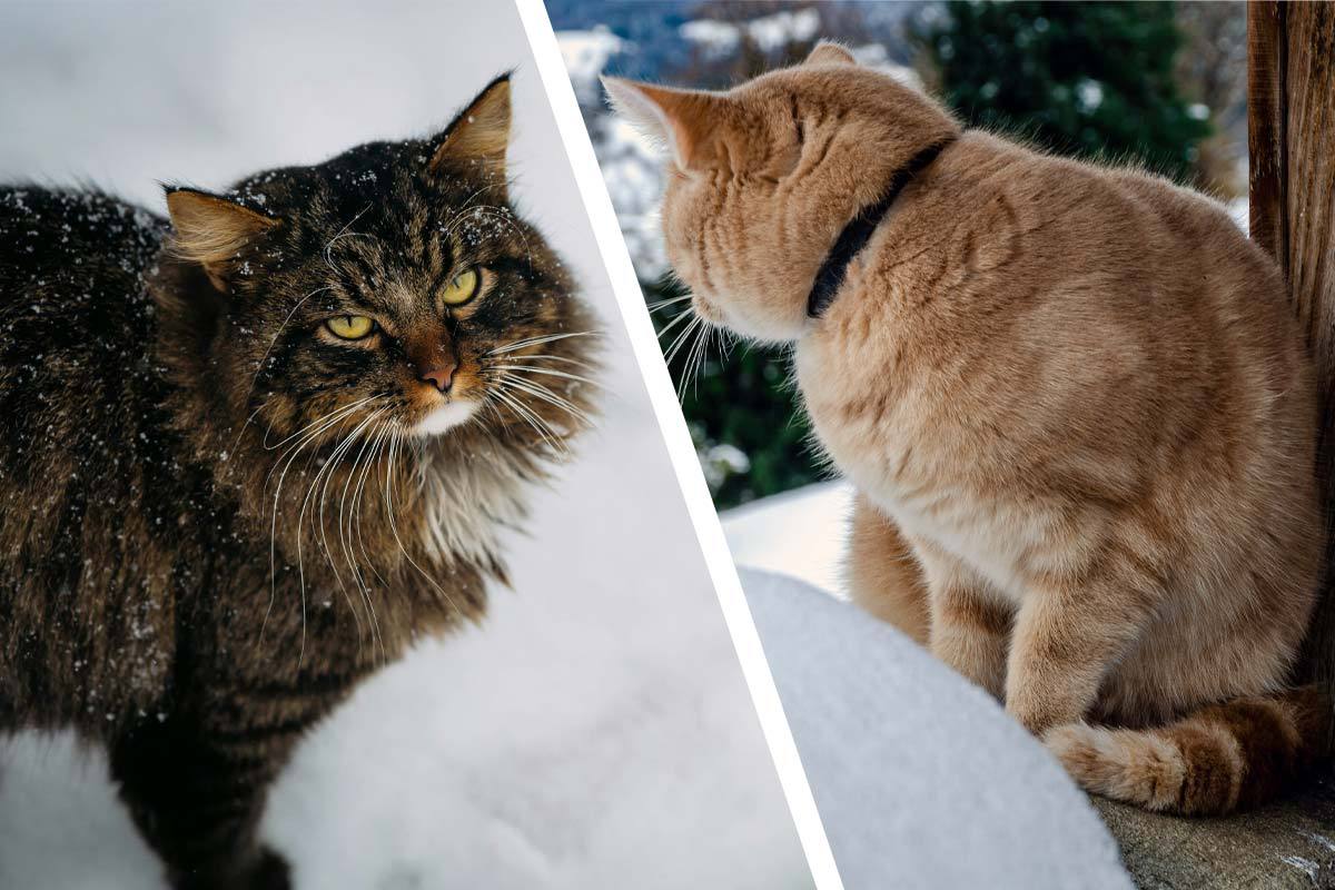 Kattägare – tänk på detta i vinter!