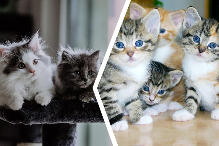 Såhär får du din kattunge att bli social