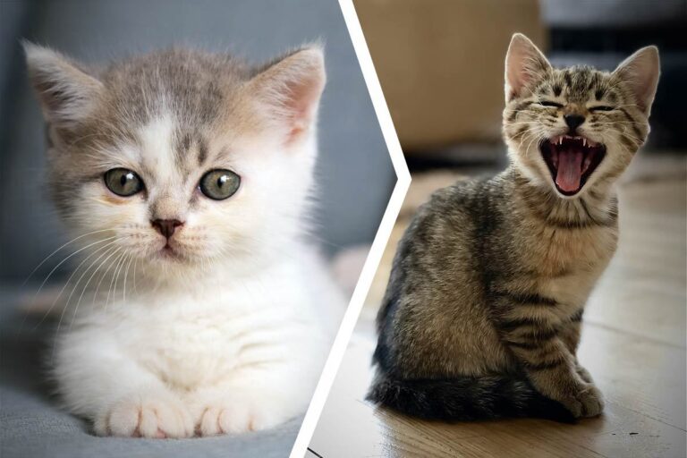 Skaffa katt – checklista!