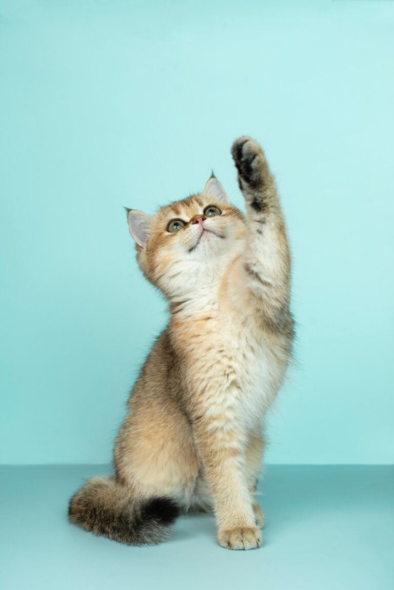 Bästa tipsen när du adopterar katt