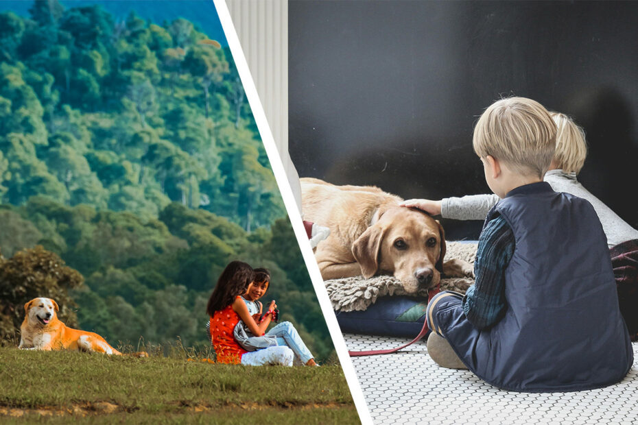 Allt du behöver veta om att skaffa hund när du har barn