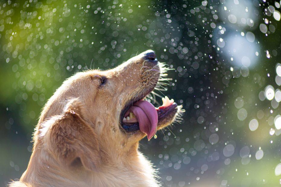 golden retriver