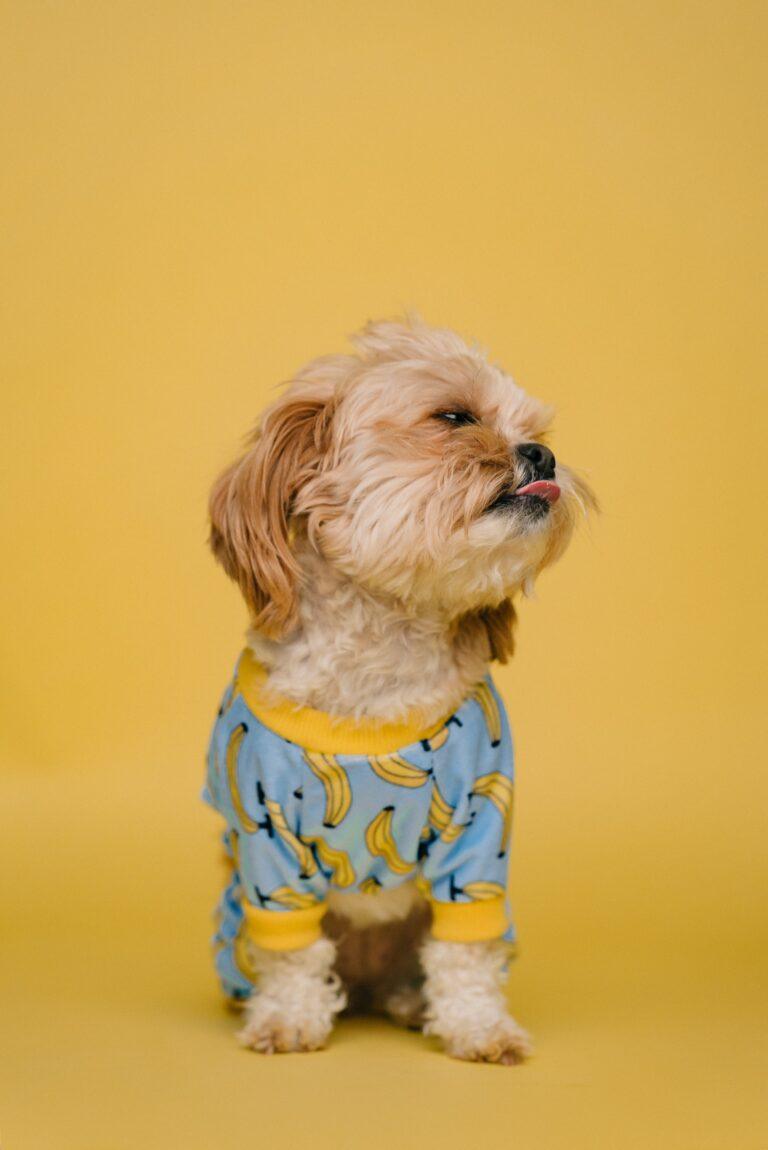 3 bästa tipsen när du skaffar hund