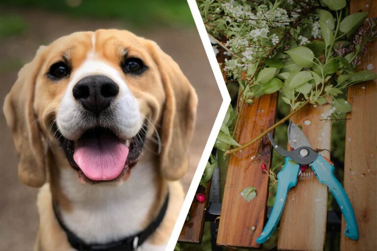 Midsommar med hund – allt du ska tänka på