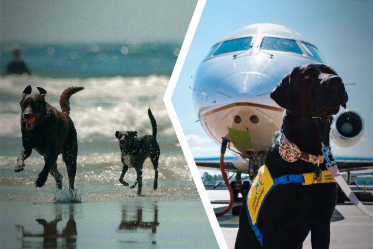 Ta med din hund utomlands – checklista!