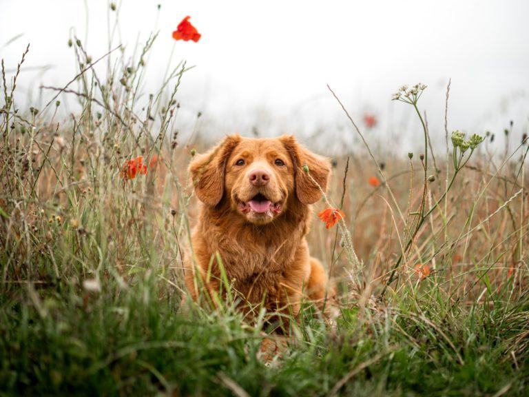 10 vanligaste anledningarna hund behöver veterinärvård