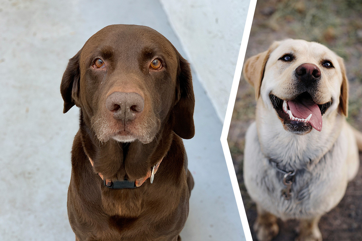 Allt du behöver veta om Labrador artikel