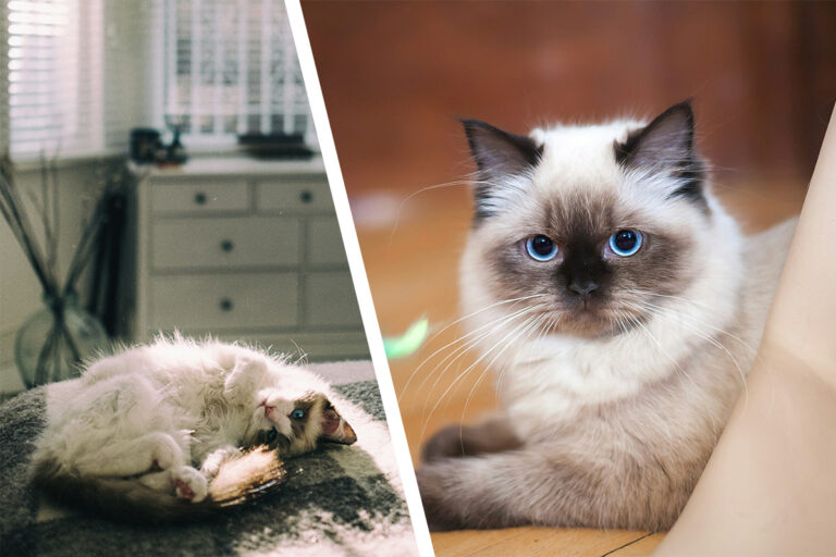Ragdoll – allt du behöver veta